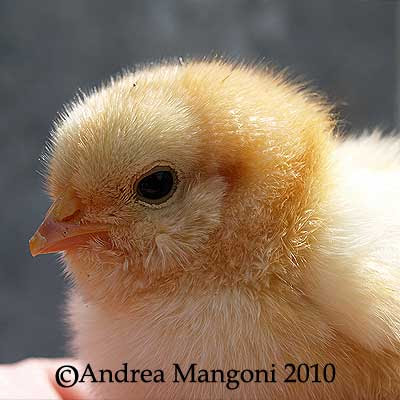 Pulcino di un giorno di Boffa. Foto di Andrea Mangoni.