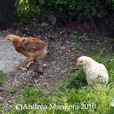 Pulcini di 2 mesi. Foto di Andrea Mangoni.