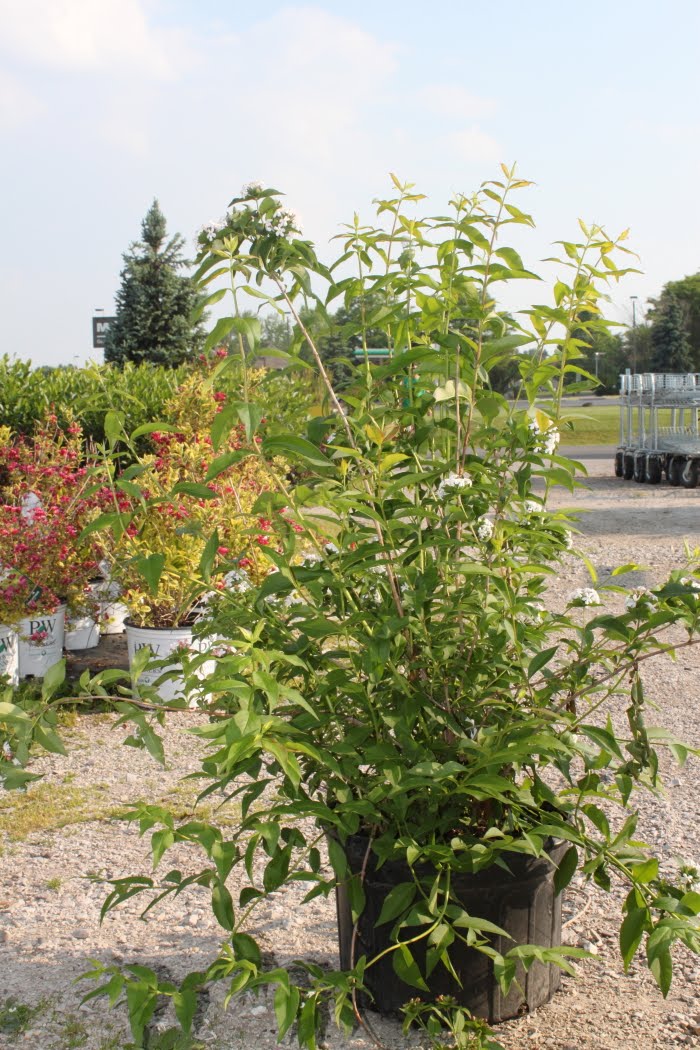 24+ Abelia Bush Pruning