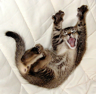 http://1.bp.blogspot.com/_l9qekvwf44A/Rnu5xBfTzxI/AAAAAAAAAGE/Lb54_tjbfno/s320/yawning+cat.jpg