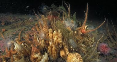 Bottom of the sea with different seaweed, mollusks and anemones