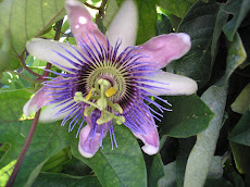 Esmerelda, the Passion Flower Vine
