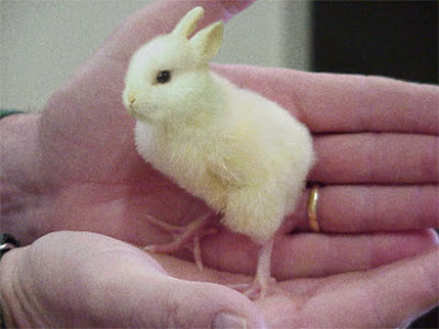 easter bunnies and chicks. The Easter Chick Bunny!