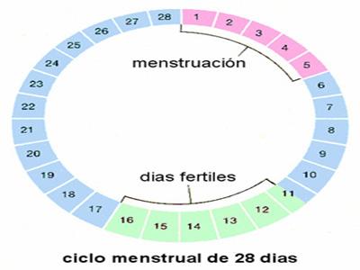 ciclo menstrual regular en el embarazo