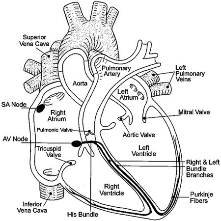 Things cardiologists never tell you: KNOW YOUR HEART ...