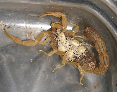 Mother Scorpion babies
