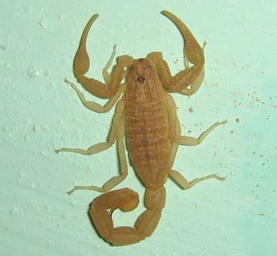 Scorpion Picture