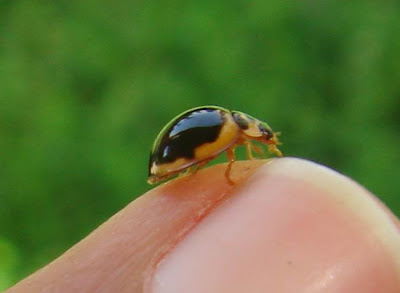 Ladybug Picture