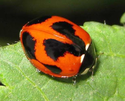 Hybrid Ladybug Picture