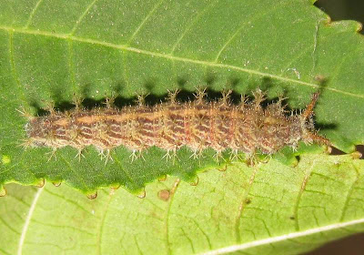 Common Castor Butterfly Larva-Caterpillar Picture