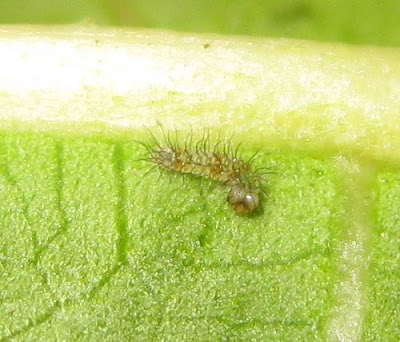 Common Castor Butterfly Eggs Pictire