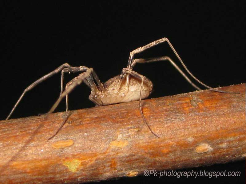 Granddaddy Long Legs Nature Cultural And Travel Photography Blog Granddaddy Long Legs Nature Cultural And Travel Photography Blog