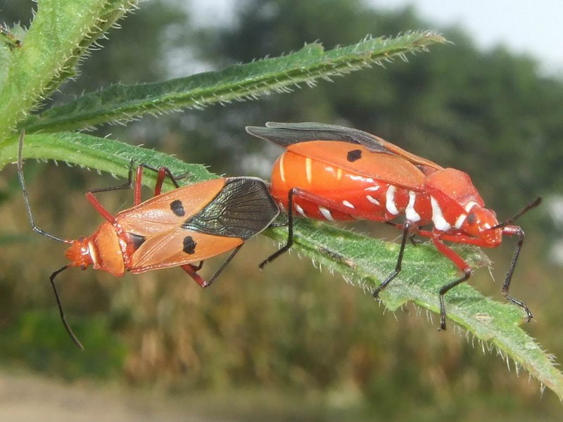 Red Cotton BugDysdercus cingulatus Nature, Cultural, and Travel Photography Blog