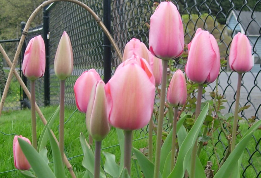 [salmonpink+tulips1.jpg]