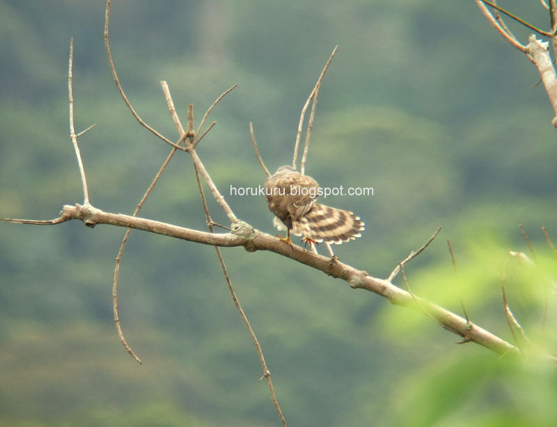 [DSCF3991+Crested+Goshawk.jpg]