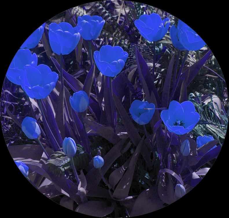 [blue+tulips.jpg]