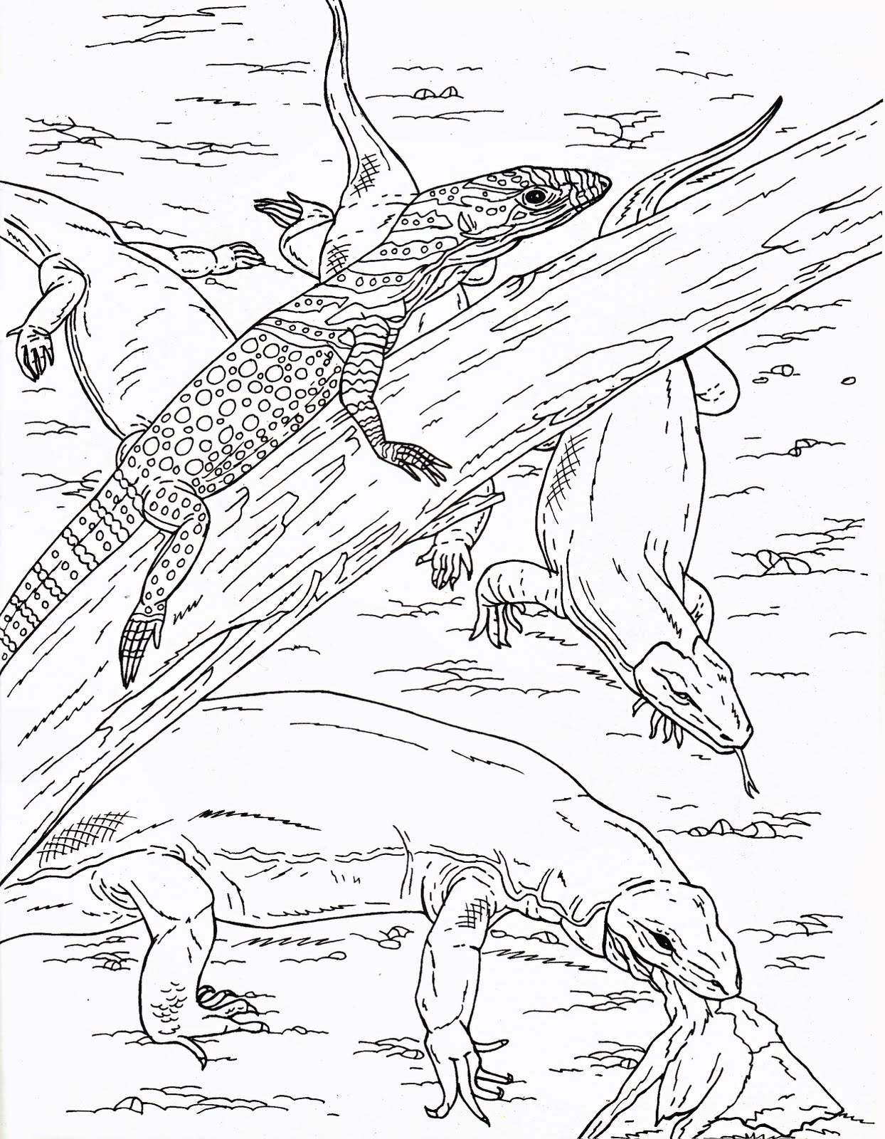 mewarnai binatang isawa-bogor