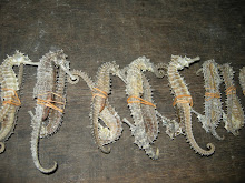 Pretyy seahorses all dead in a row.