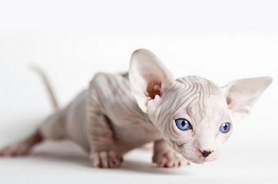 kitty cat picture Shaved kitty cat picture Shaved