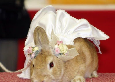 Funny Free Pics: Rabbit Fashion Show In Japan