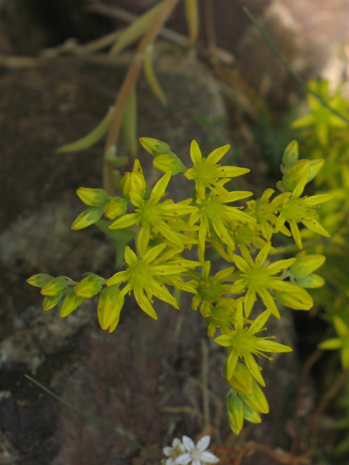 Tiere & Pflanzen im UNIVERSE MOSAIQUE Botanischen Garten Weilmünster