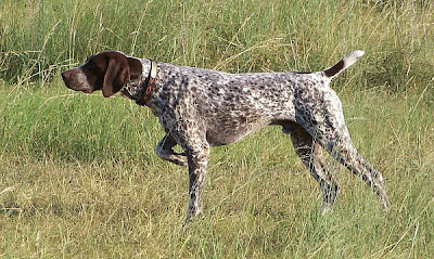 Pointer, perro de caza