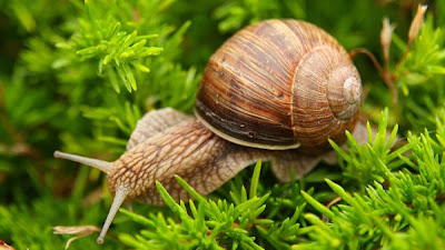 caracol paseando por la rama de un pino 