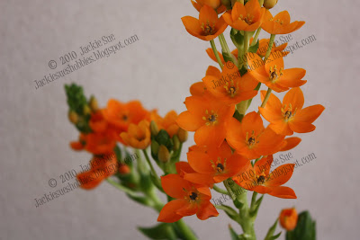Jackie Sues Hobbies: Orange Star Flower