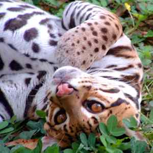 ocelot a humans prey