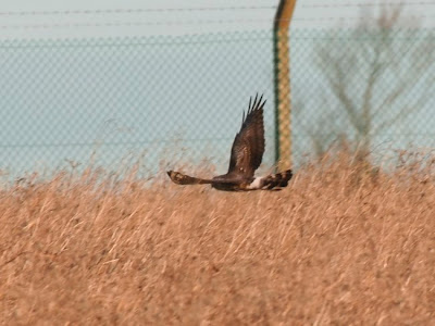 Hen Harrier