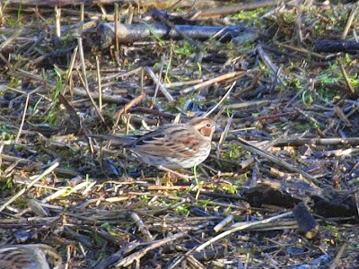 Little Bunting