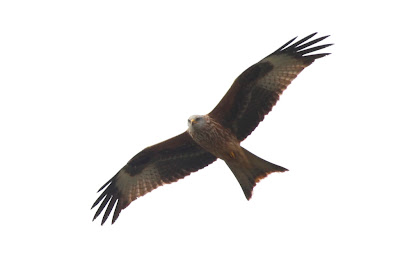 Red Kite