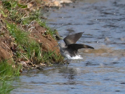 Green Sandpiper