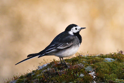 Pied Wagtail