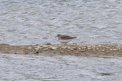 Temminck's Stint