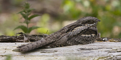 Nightjar