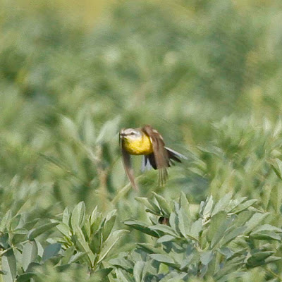 'Channel' Wagtail