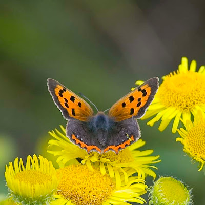 Small Copper form caeruleopunctata