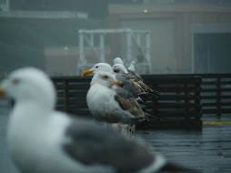 Gulls on the oregon coast