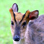 [indian-muntjac-picture-s.jpg]