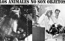 NO a la Experimentación con Animales