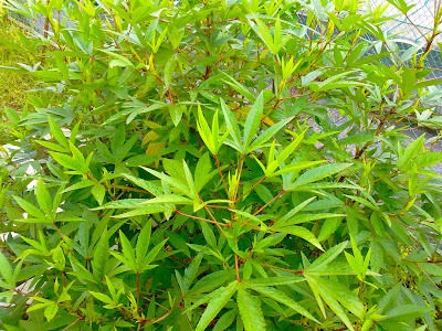 Dear Diary (Atoyissan): secret garden no more..part 1