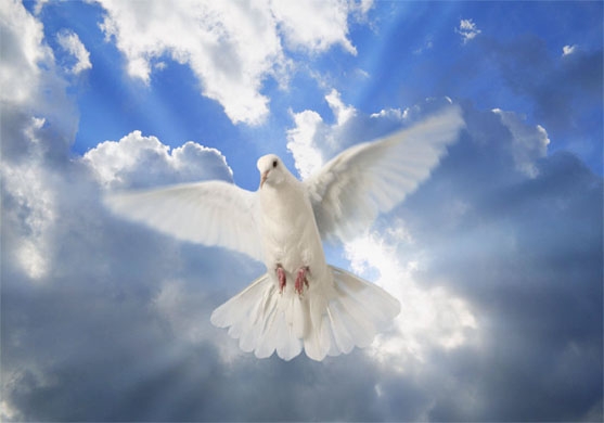 [S_White_Dove_2_.jpg]