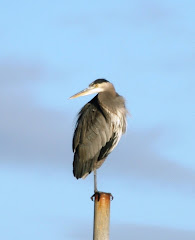 Heron, Boundary Bay, B.C. 11/07