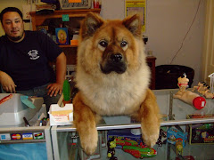 Chow-chow 08/08