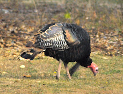 Wild Turkey  10/09