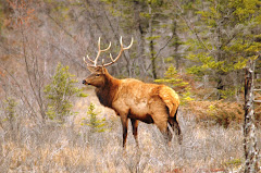 Elk 11/10