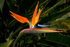 Bird of Paradise  1/11