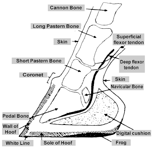 [DIAGRAM] Horse Hoof Anatomy Diagram - MYDIAGRAM.ONLINE