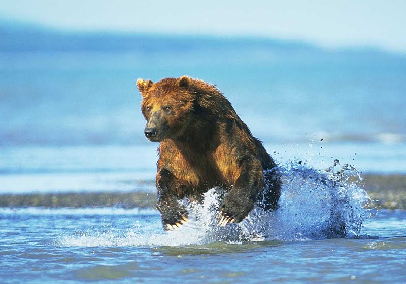 Средняя скорость медведя при беге. Северная Америка медведь Гризли. Медведь бежит. Бурый медведь бежит. Медведь бежит по воде.